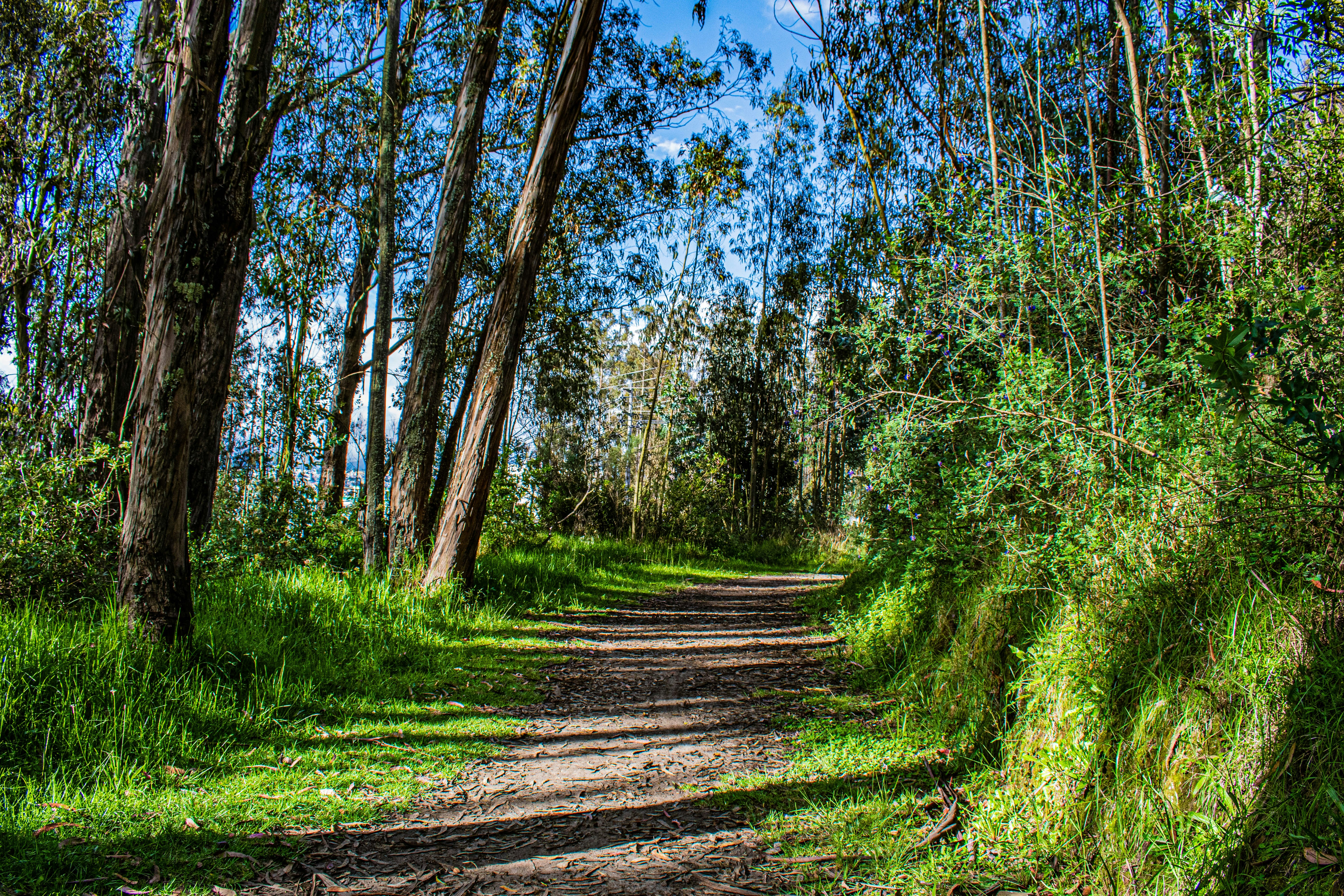 brown pathway between green grass and trees during daytime