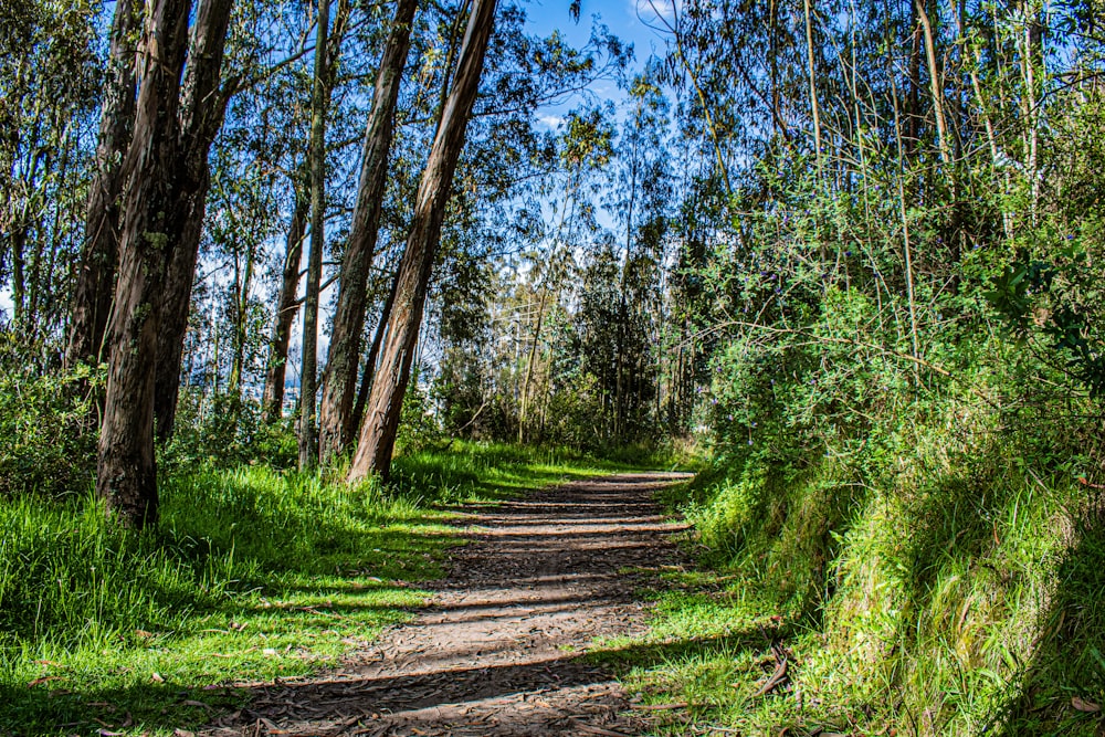 brown pathway between green grass and trees during daytime