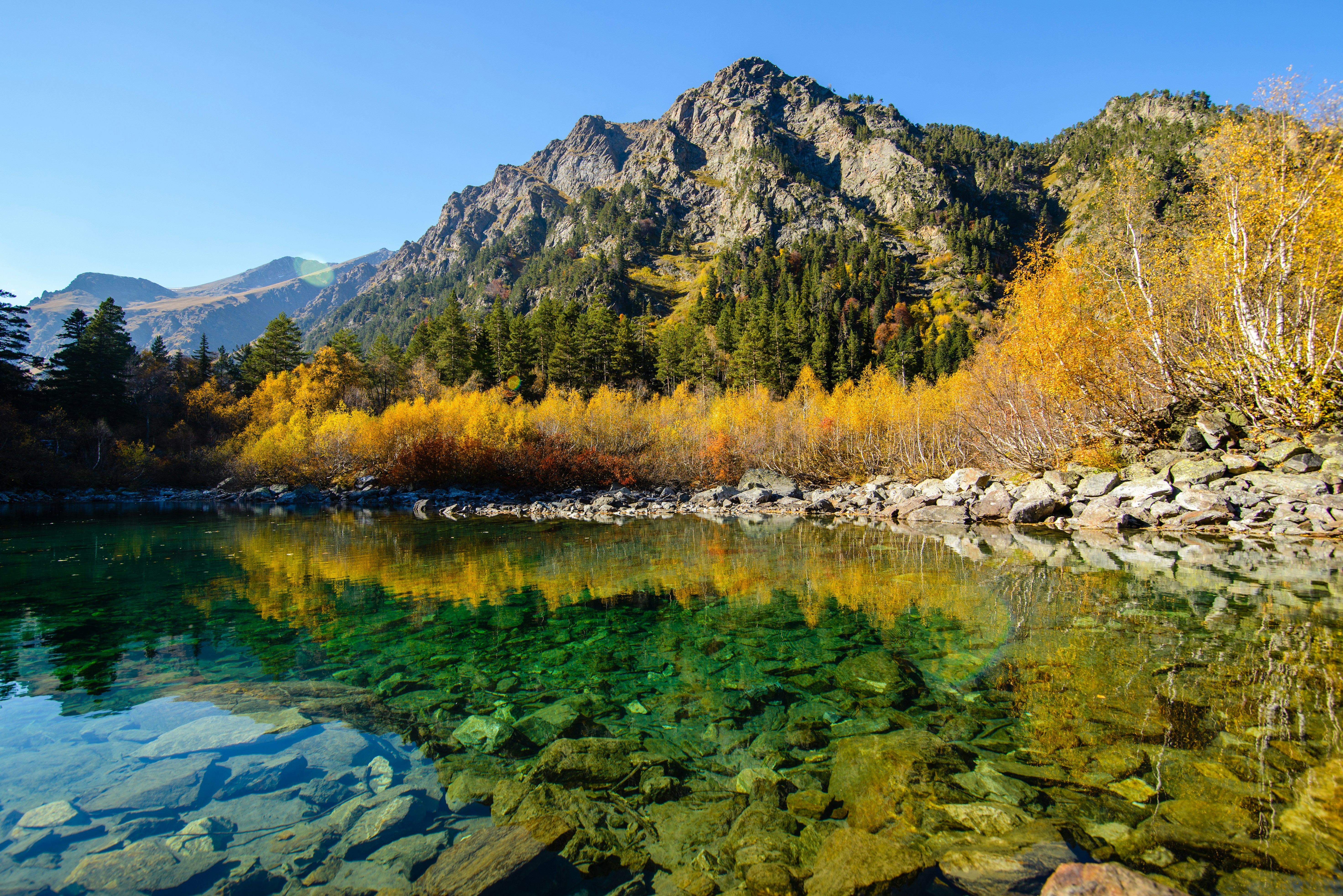 green and brown trees beside river during daytime
