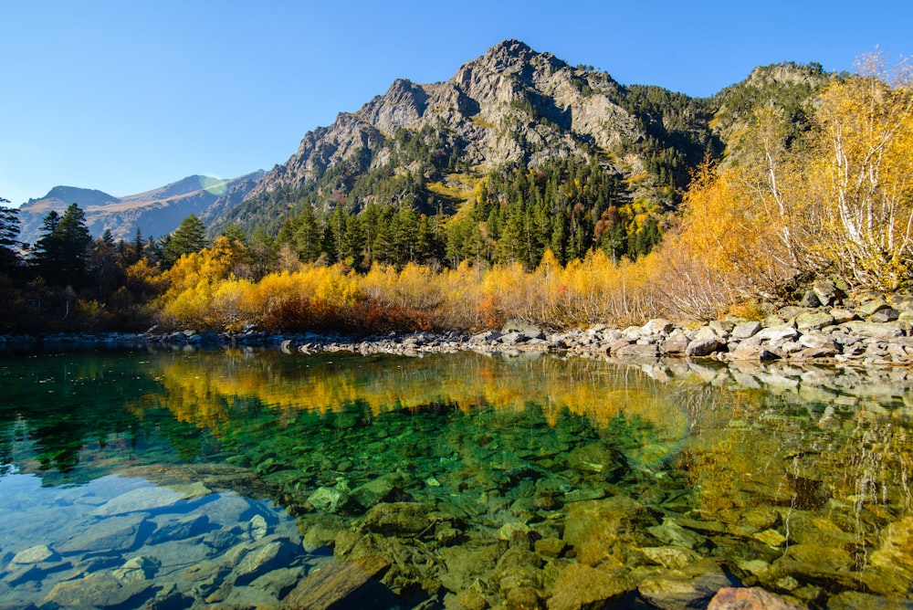 green and brown trees beside river during daytime