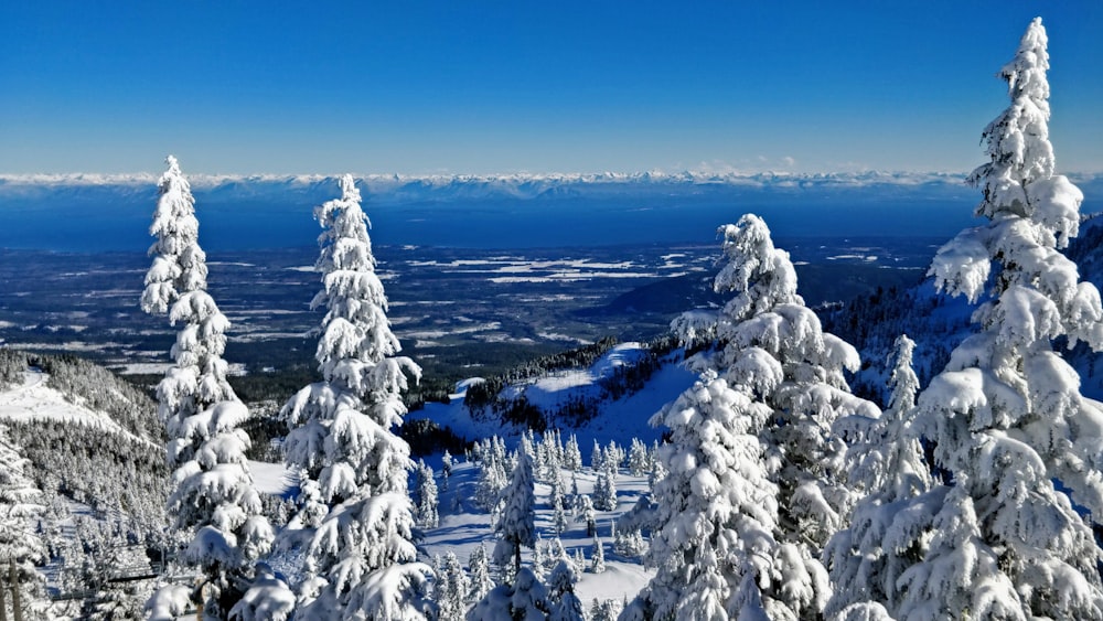 snow covered pine trees during daytime