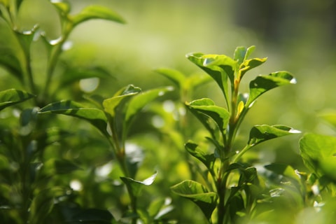 green tea leaves in close up photography