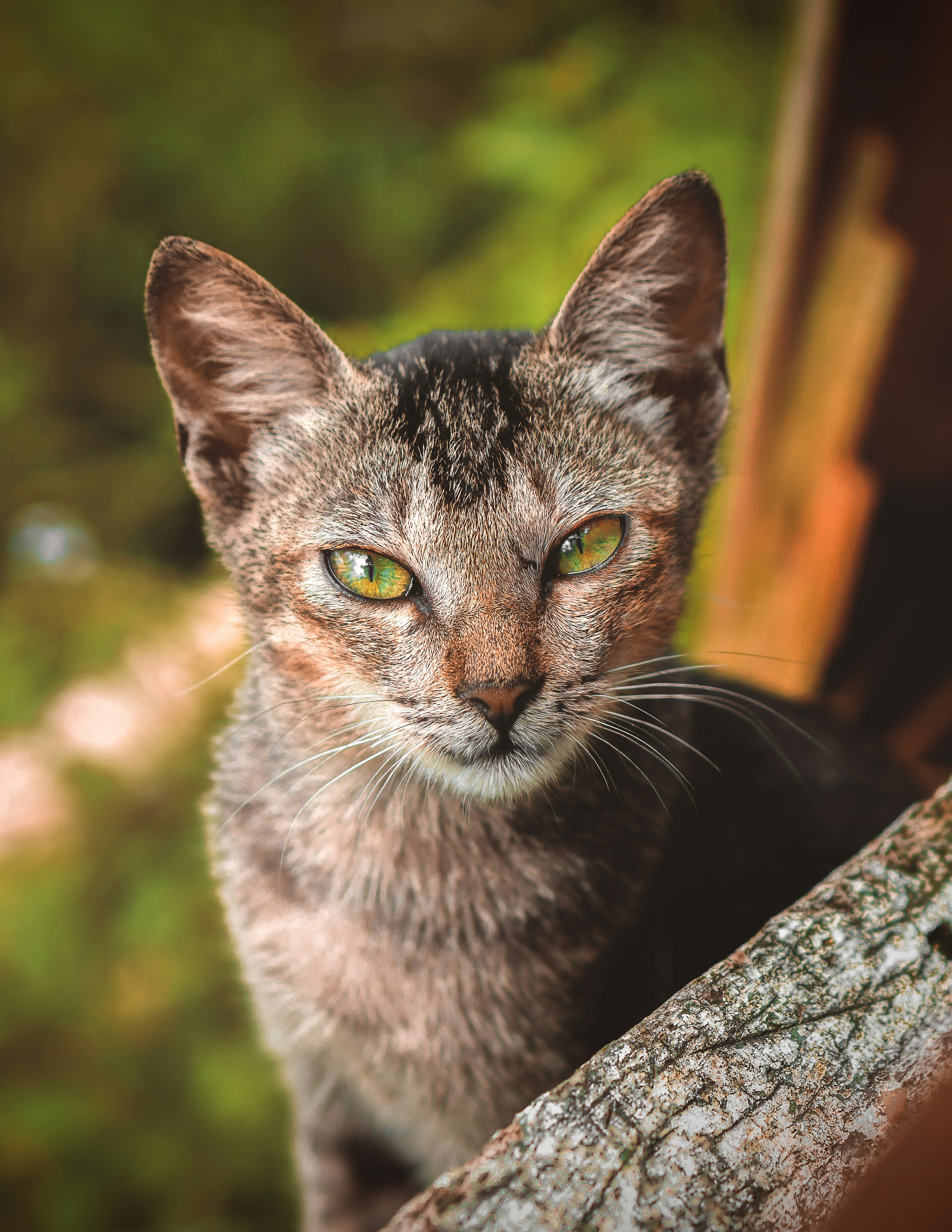 木の幹に茶色のぶち猫の写真 Unsplashで見つけるペットの無料写真