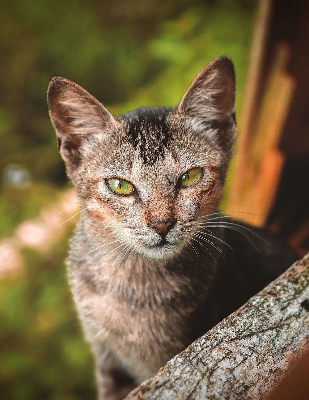 brown tabby cat on tree trunk