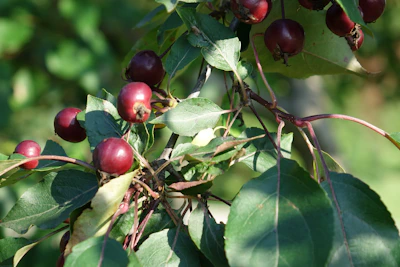 Clusters of elderberries hanging from leafy branches in sunlight.