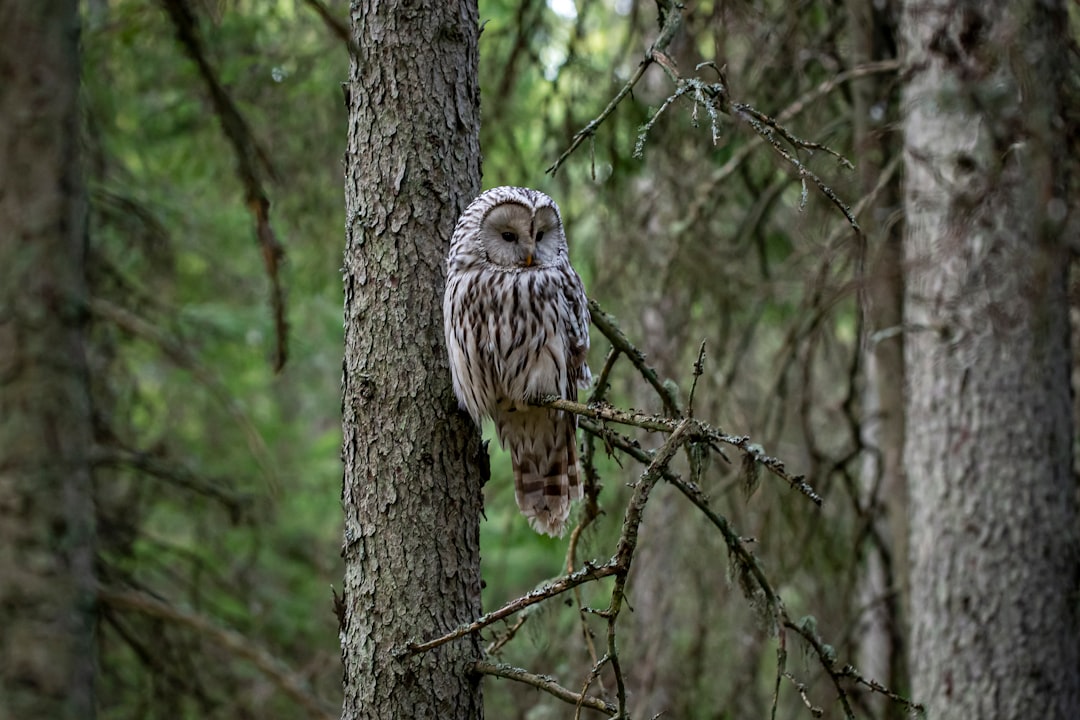 brown and white owl on brown tree branch during daytime