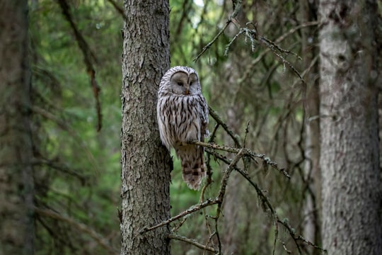 brown and white owl on brown tree branch during daytime in Harku vald Estonia