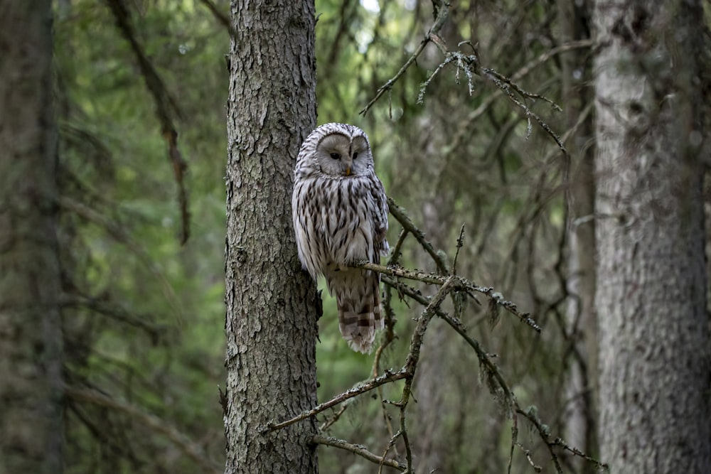 brown and white owl on brown tree branch during daytime