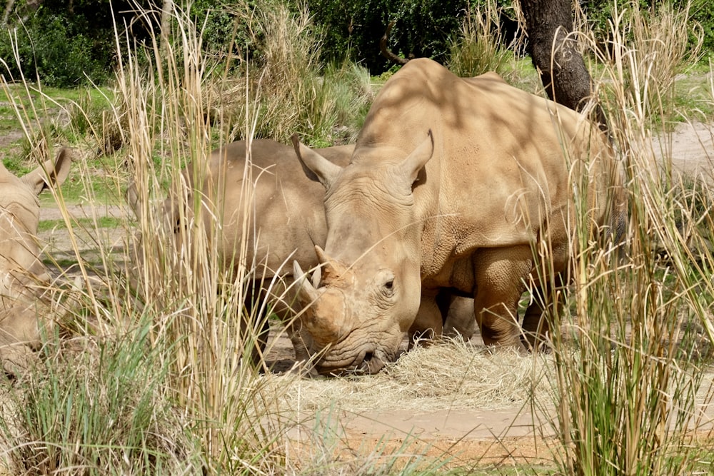 brown rhinoceros on brown dirt