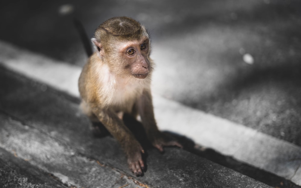 brown monkey on black concrete wall