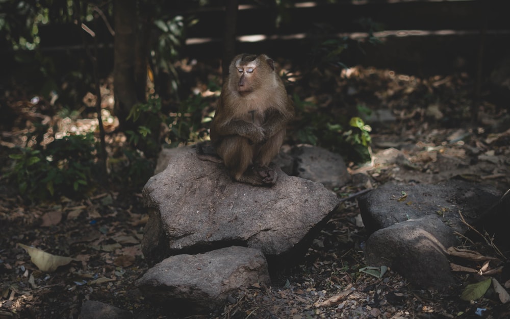 낮에 회색 바위에 앉아있는 갈색 원숭이