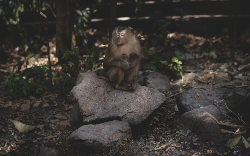 brown monkey sitting on gray rock during daytime