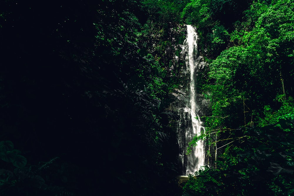 water falls in the middle of the forest