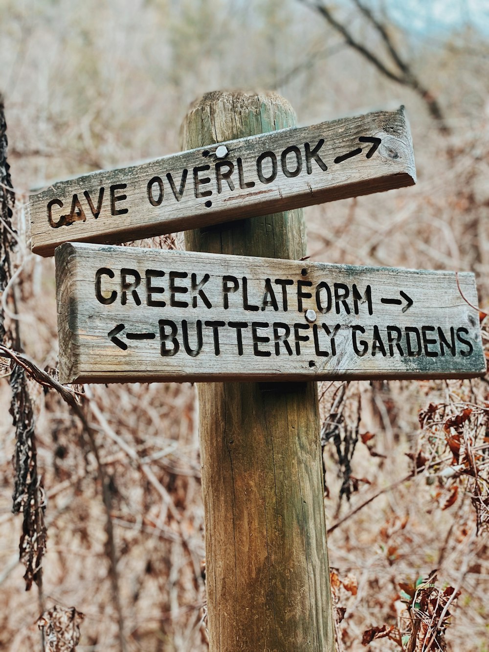 brown wooden signage on brown tree branch during daytime