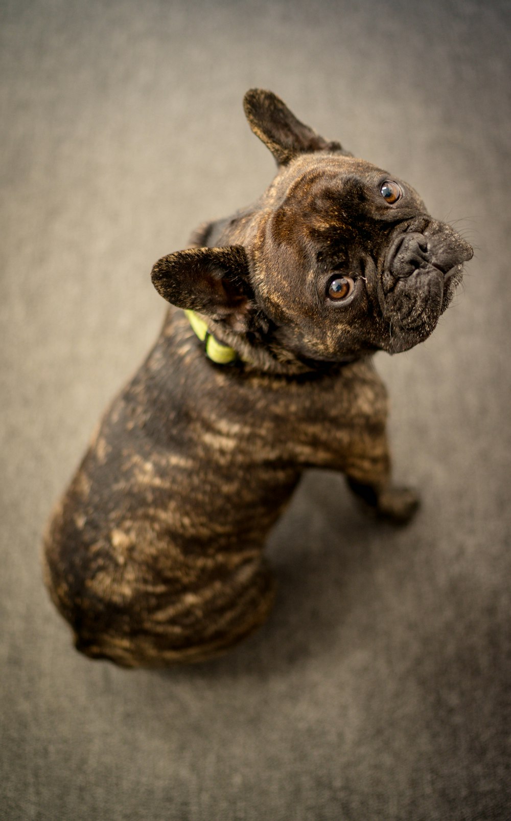 brown and black pug puppy on gray floor