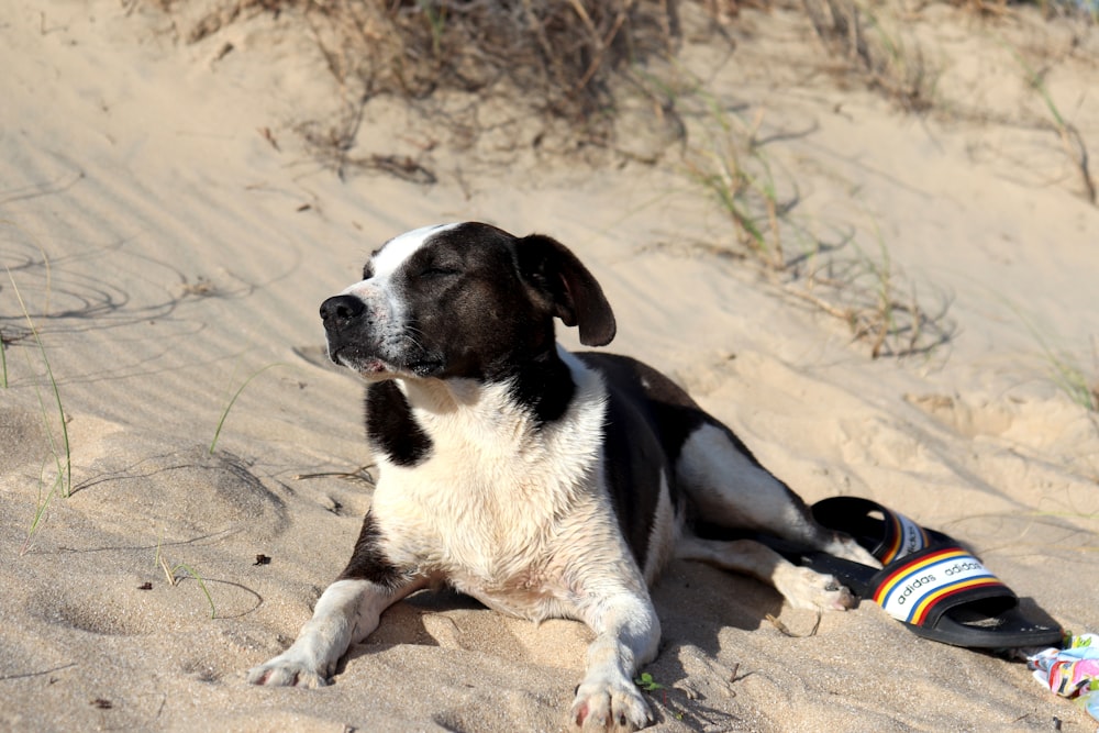 black and white short coat medium sized dog sitting on sand during daytime