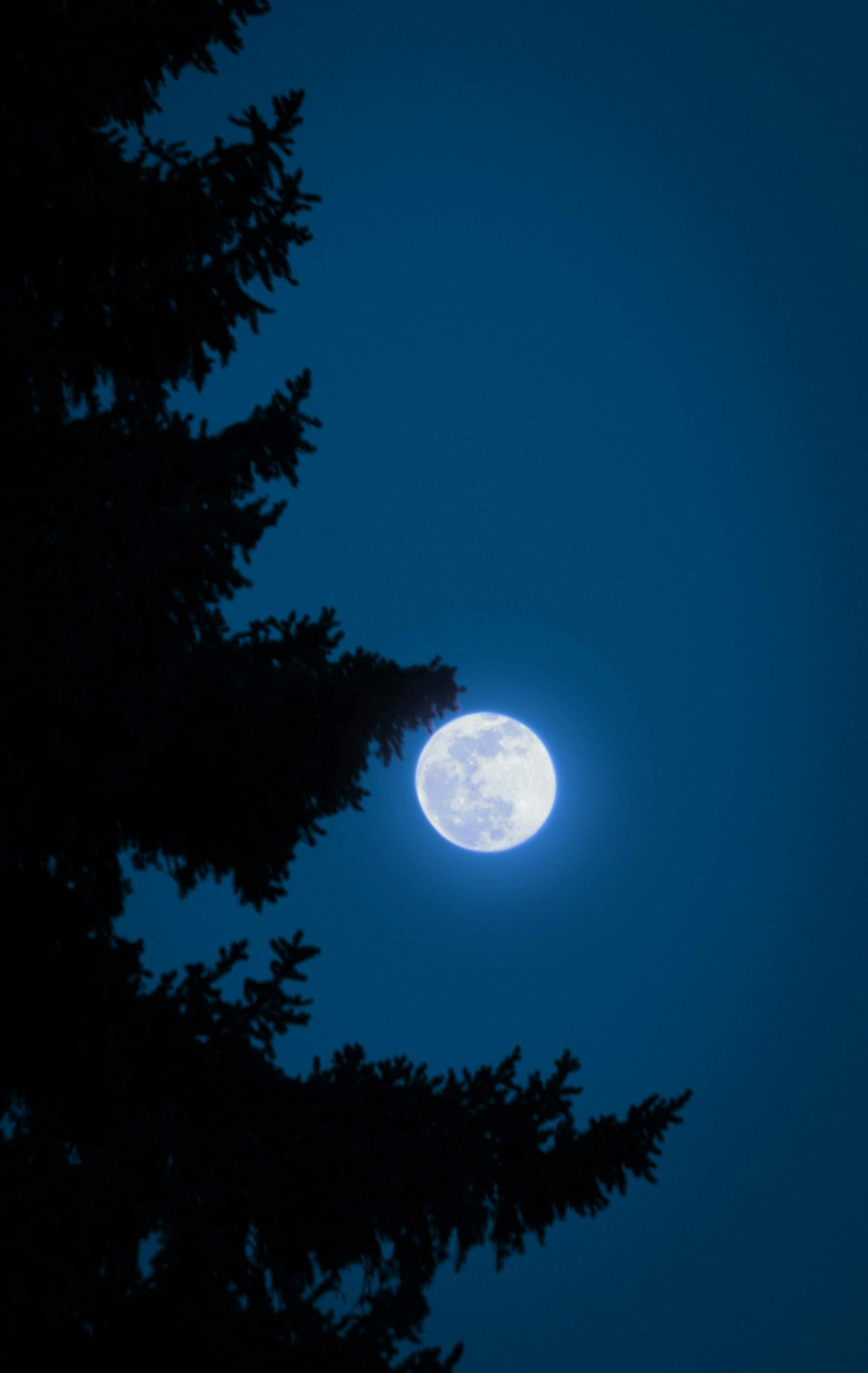 밤 시간 동안 나무 위에 보름달