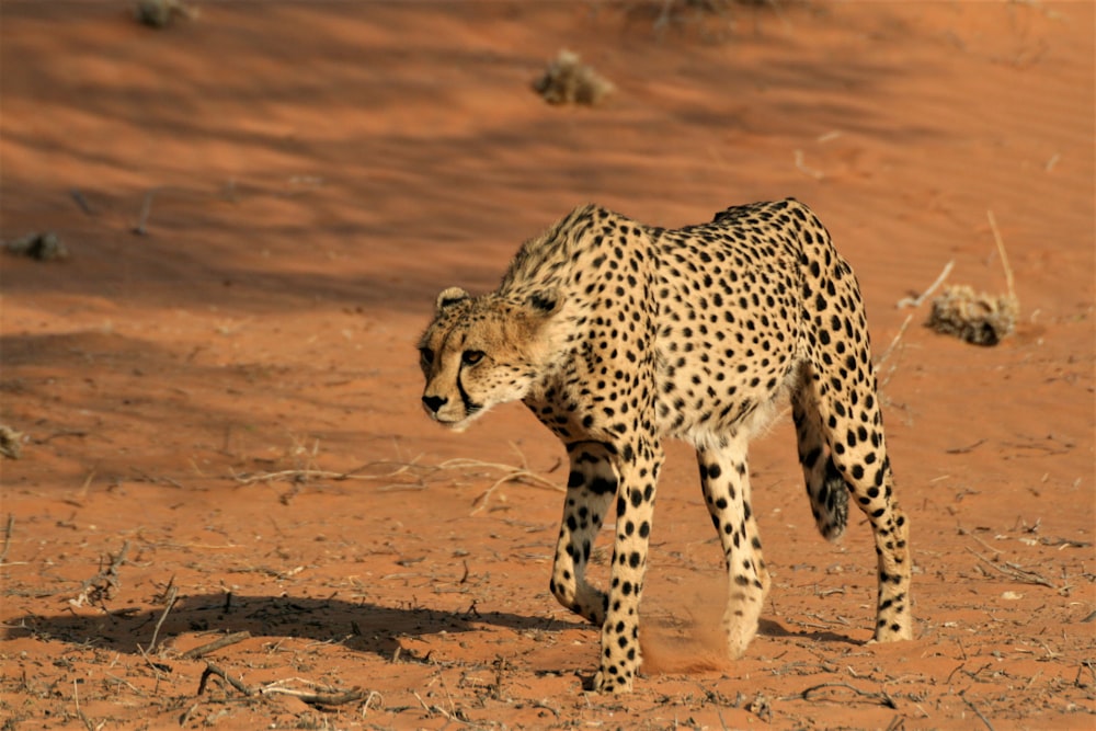 brown and black cheetah on brown sand during daytime