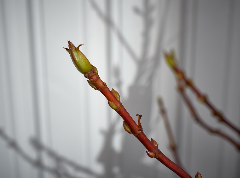 green and brown plant stem