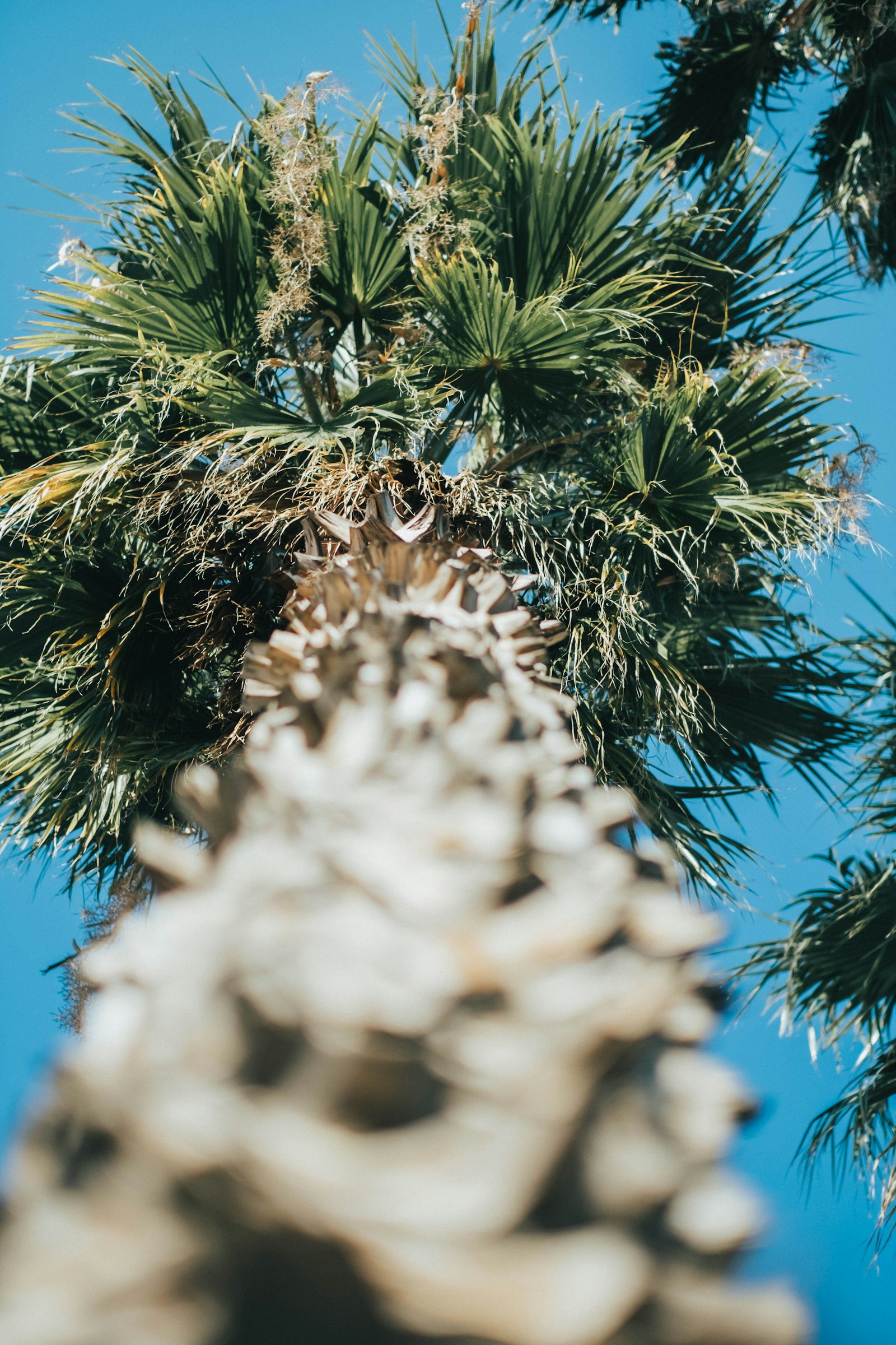 Fujifilm X-T10 + Fujifilm XF 56mm F1.2 R sample photo. Green palm tree under photography