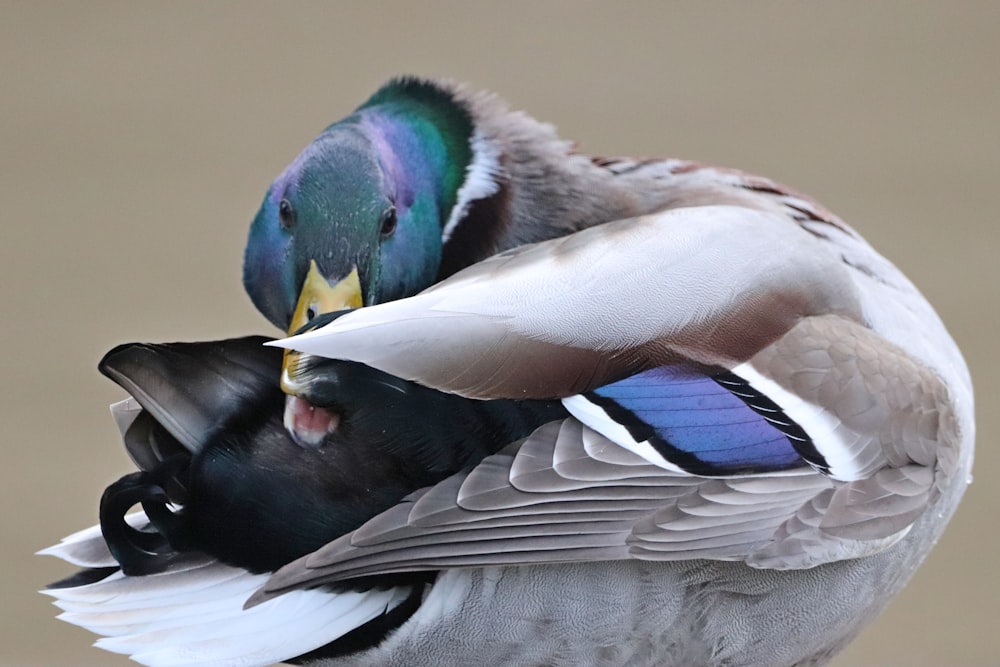 black white and blue mallard duck