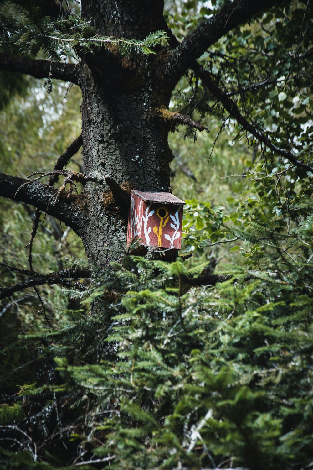 blue and brown bird house on tree branch during daytime