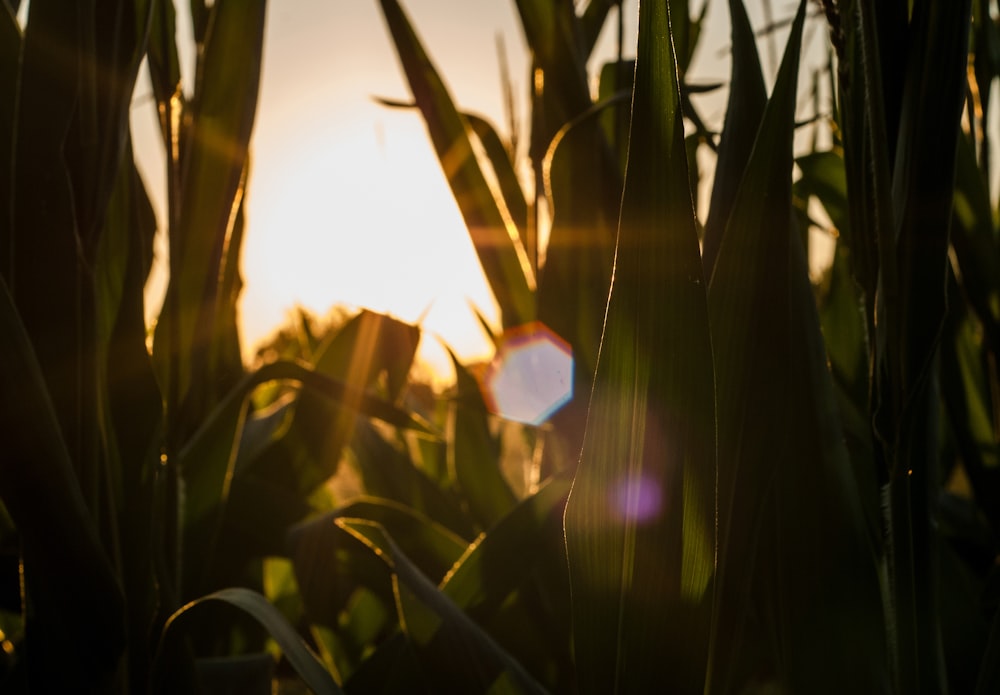 green wheat field during sunset