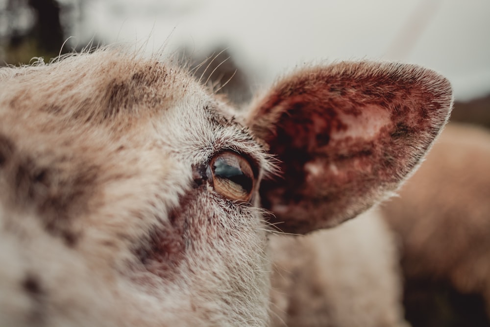 brown and white animal eye