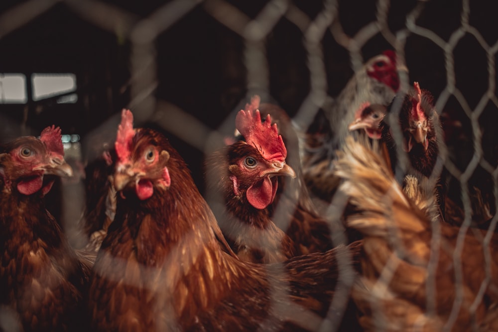 brown and red rooster in cage