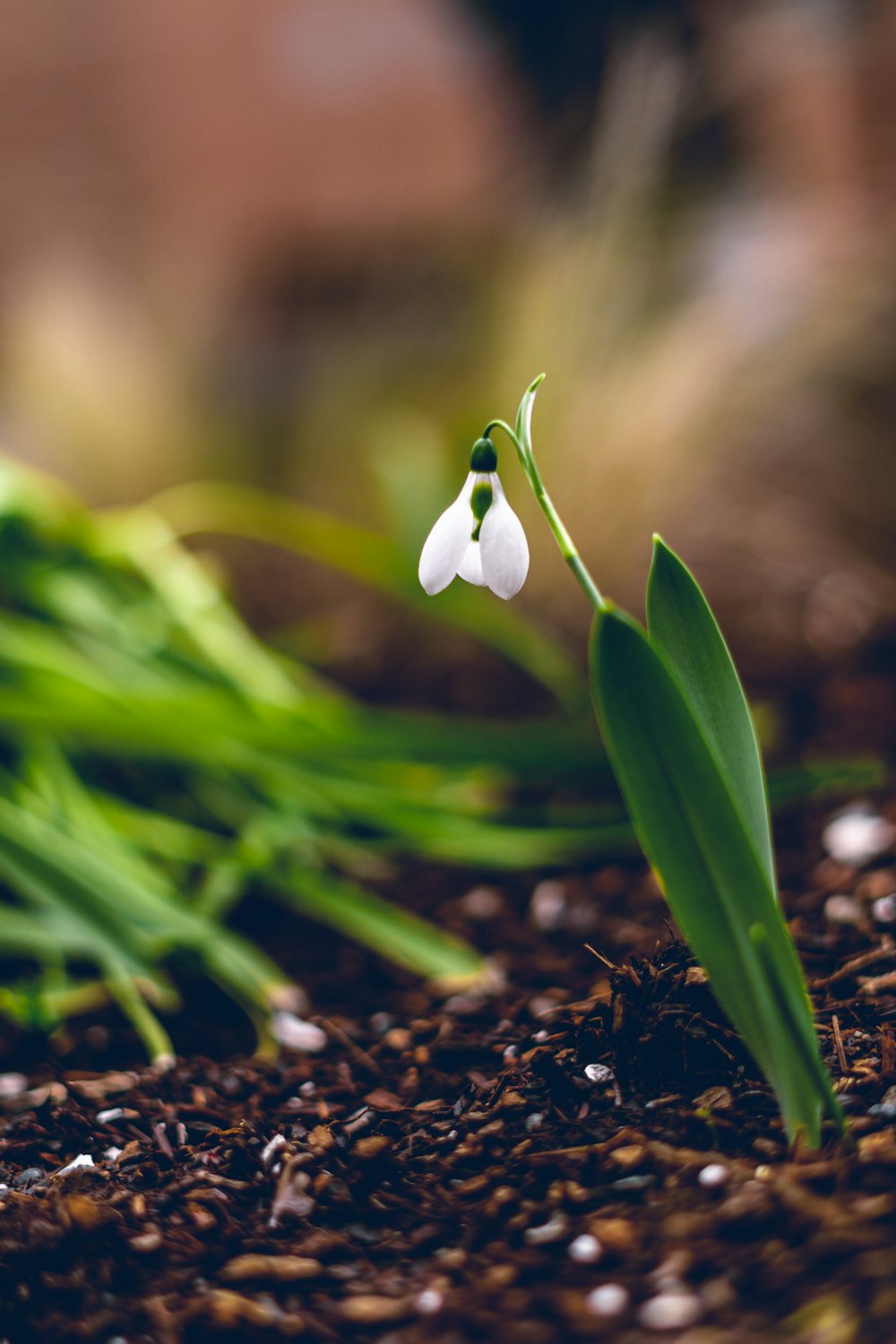 white flower on brown soil