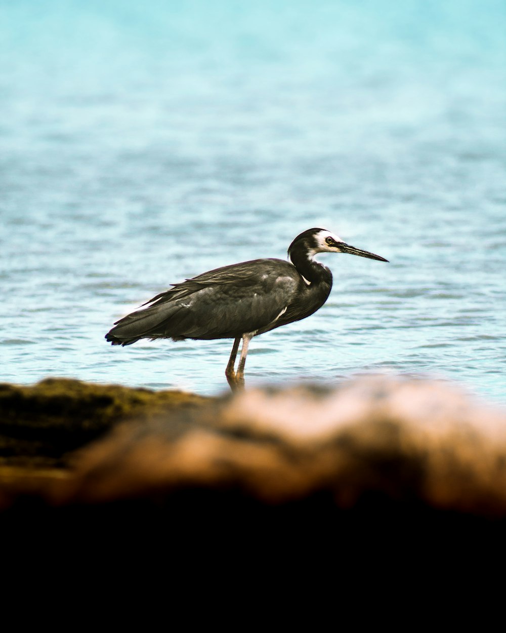 grey heron on brown rock near body of water during daytime