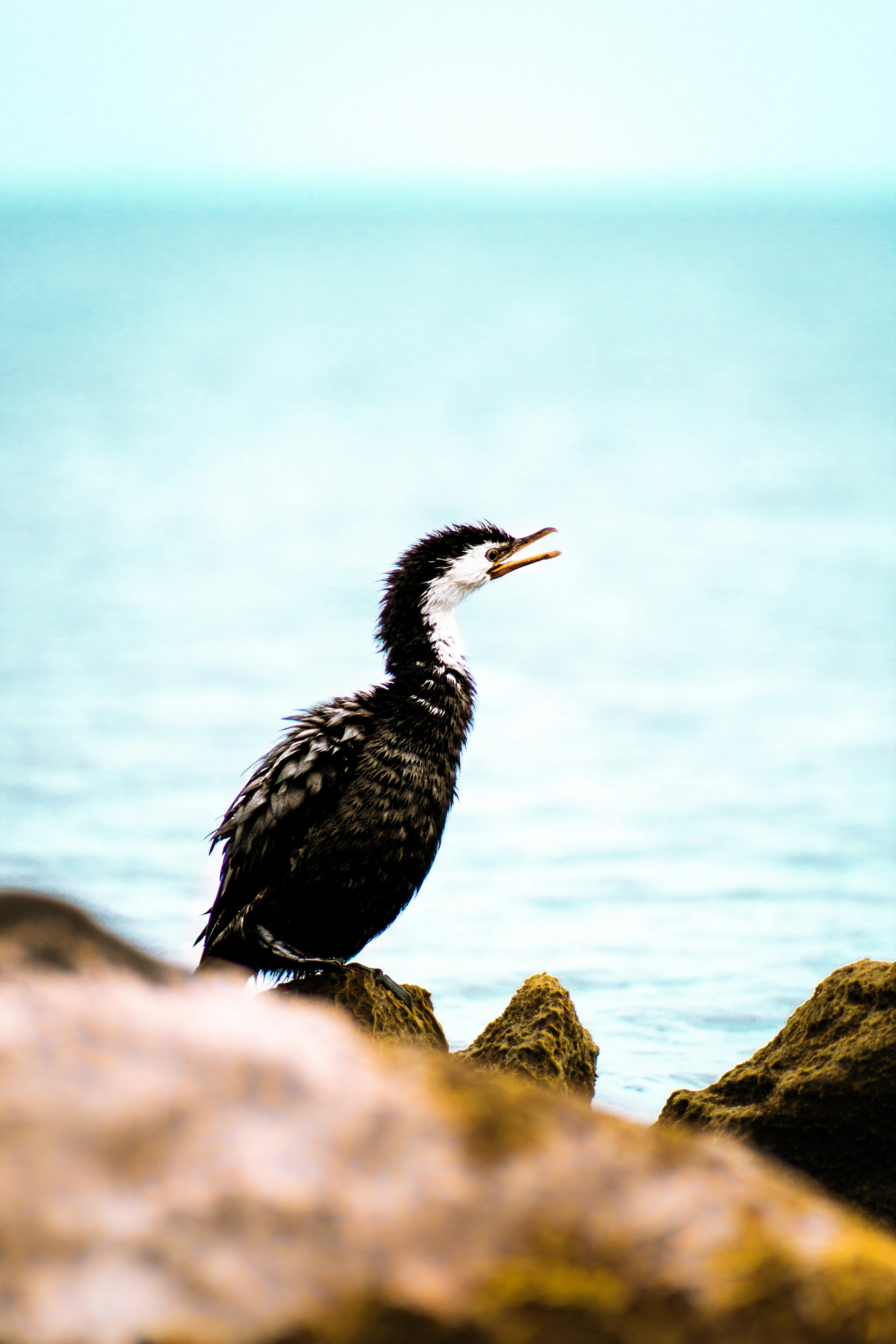 black bird on brown rock near body of water during daytime