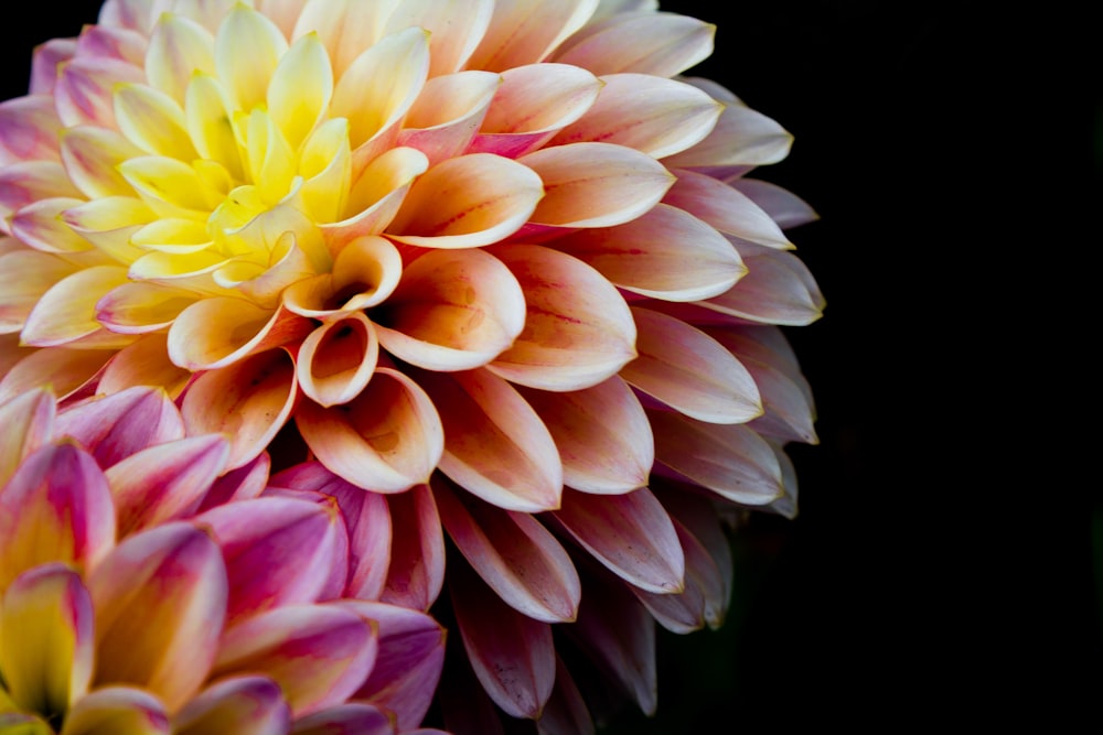 pink and yellow flower in black background