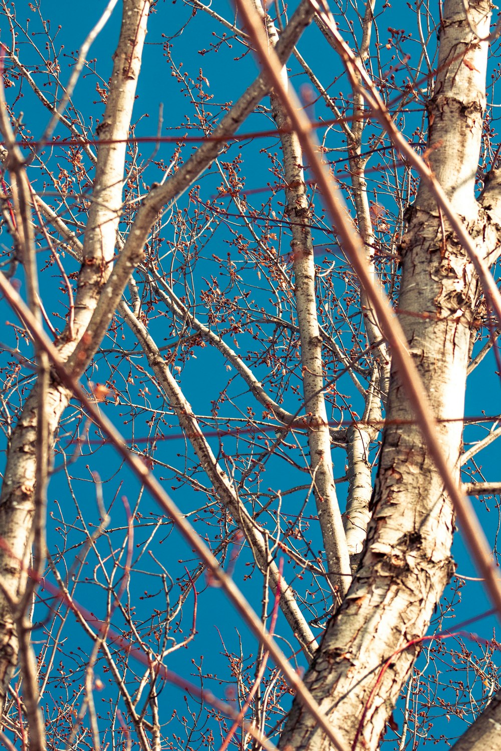 brown tree branch during daytime