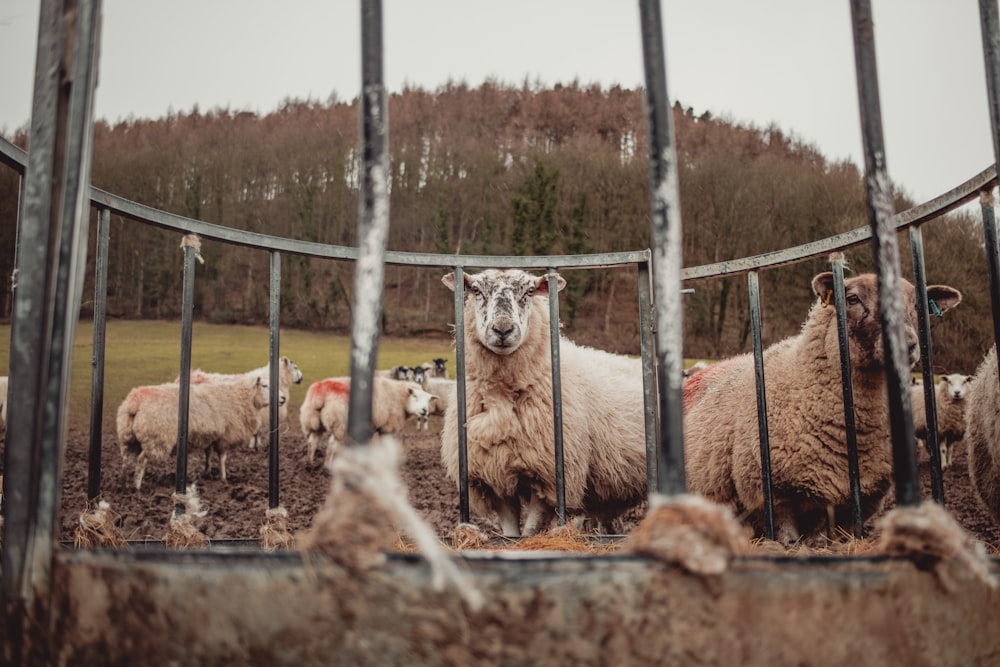 white sheep on brown field during daytime