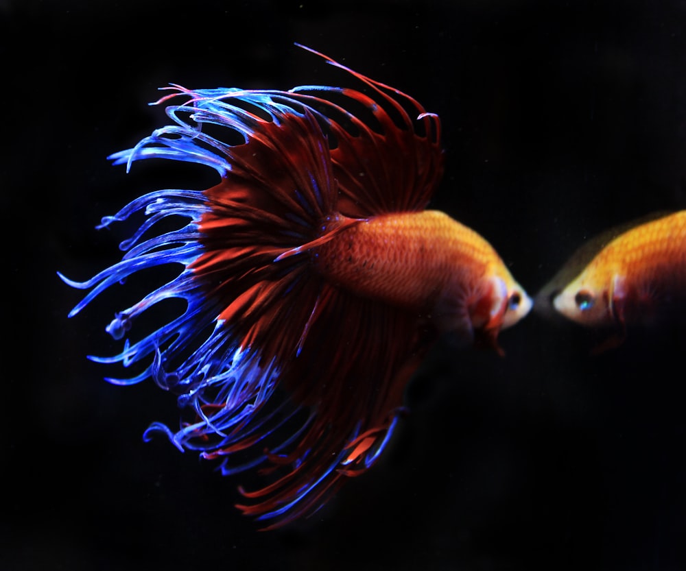 orange and purple fish in water