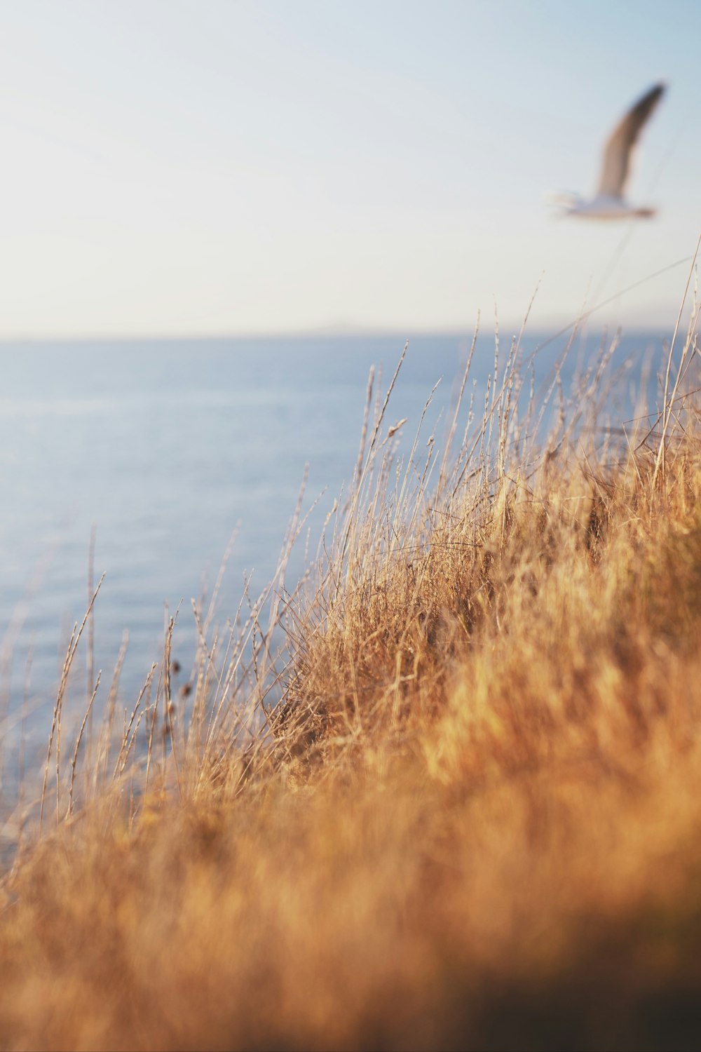 brown grass near body of water during daytime