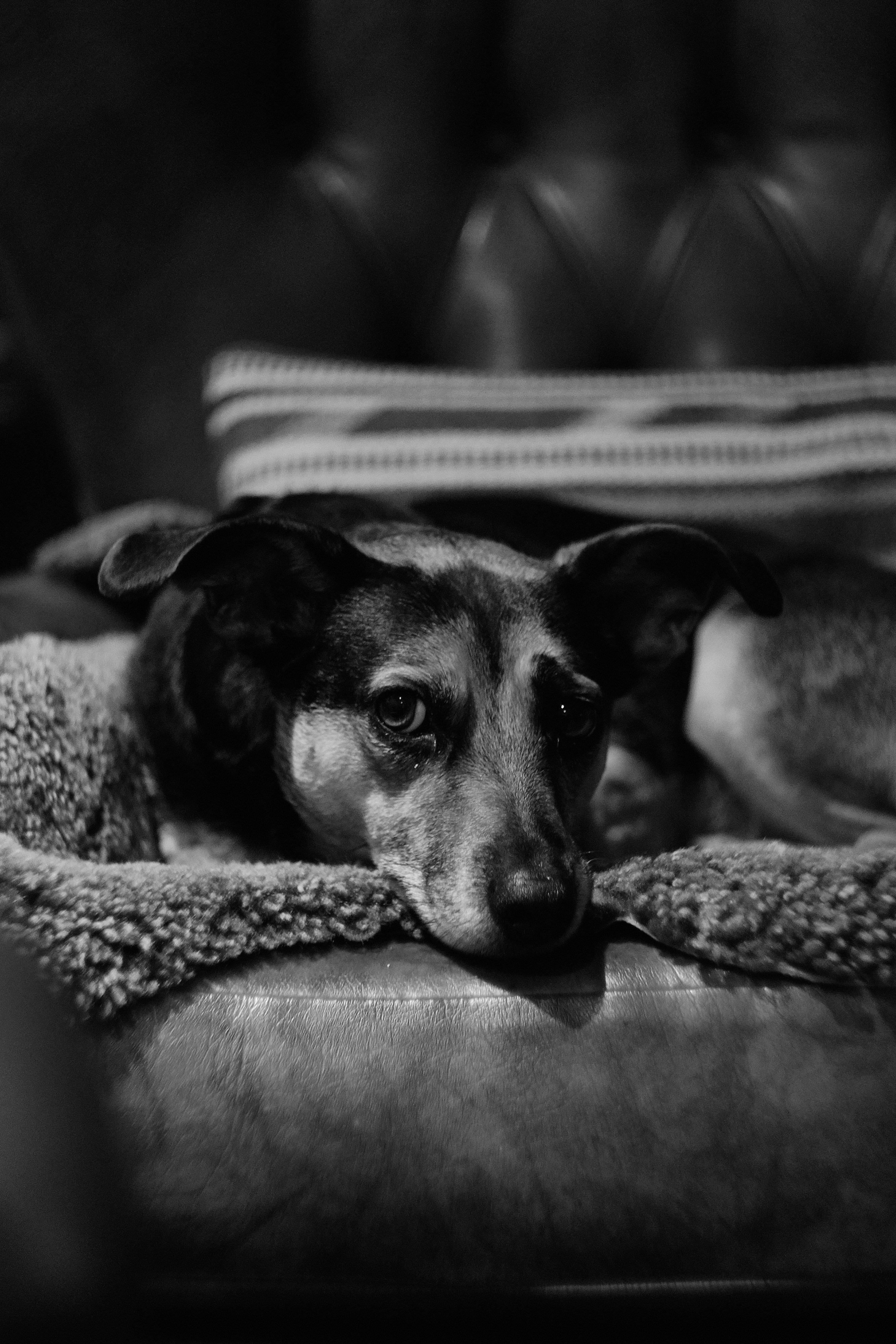 Photo by mentalmoorse