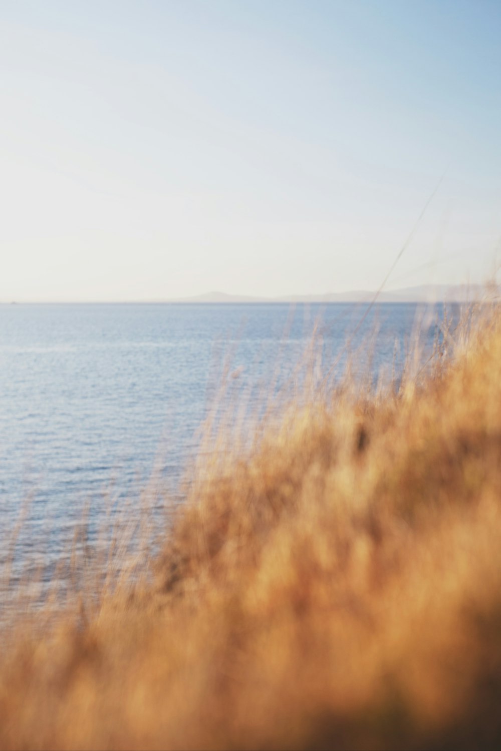 brown grass near body of water during daytime