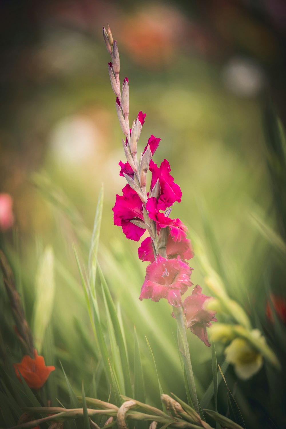 flor rosa na lente tilt shift