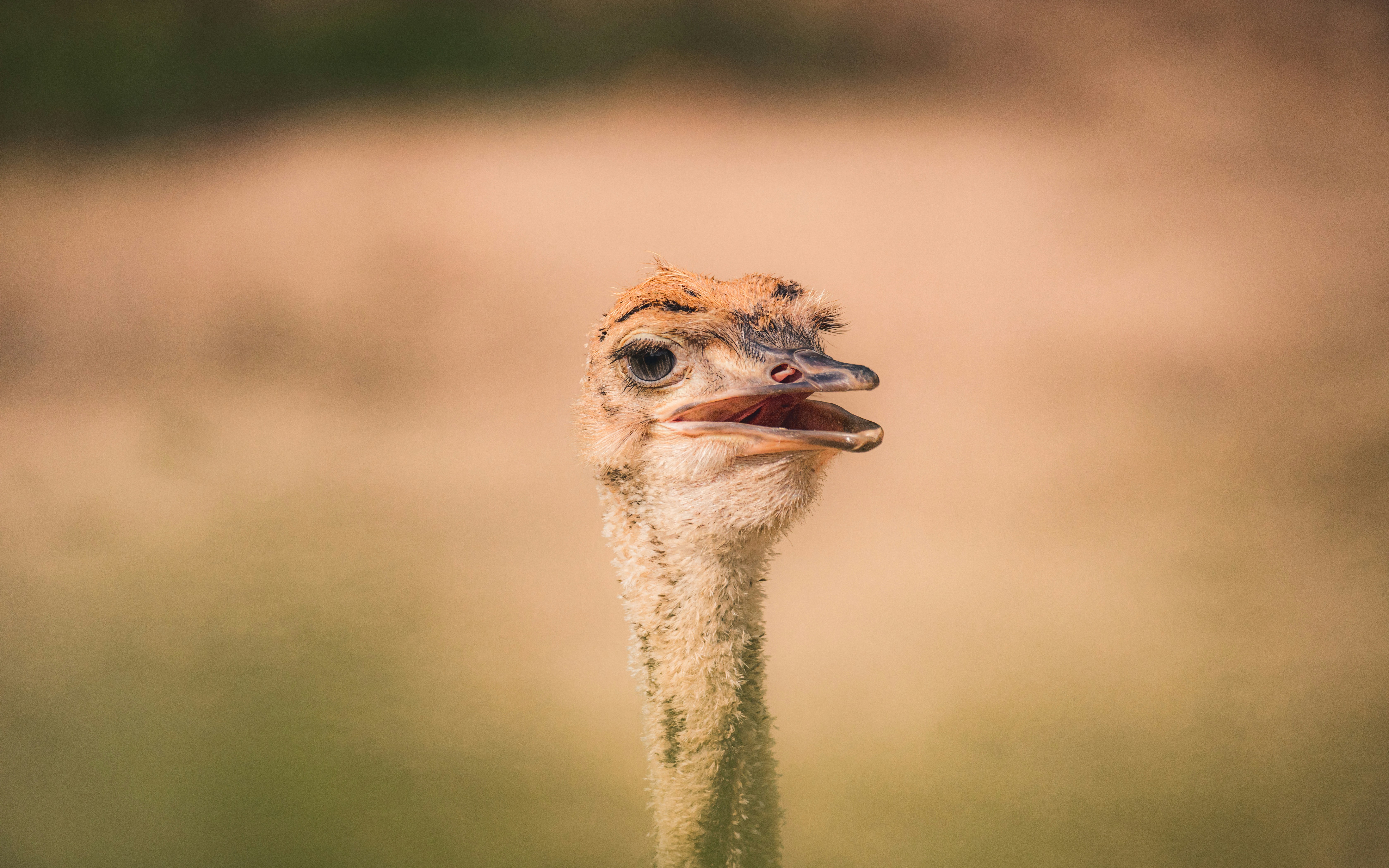 Photo by derpaschi