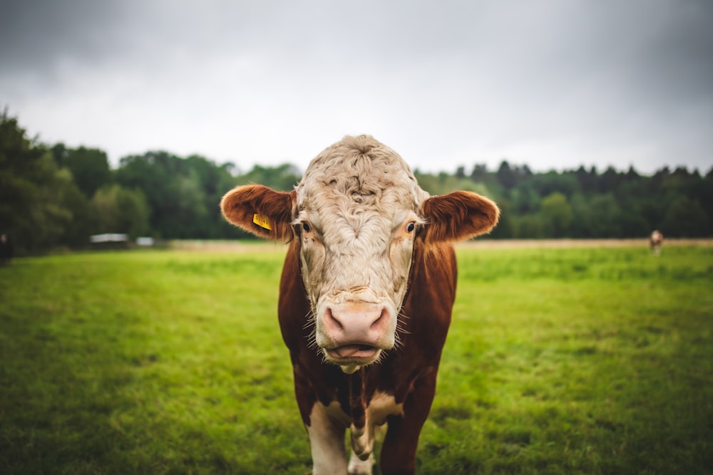 brown cow on green grass field under white clouds during daytime