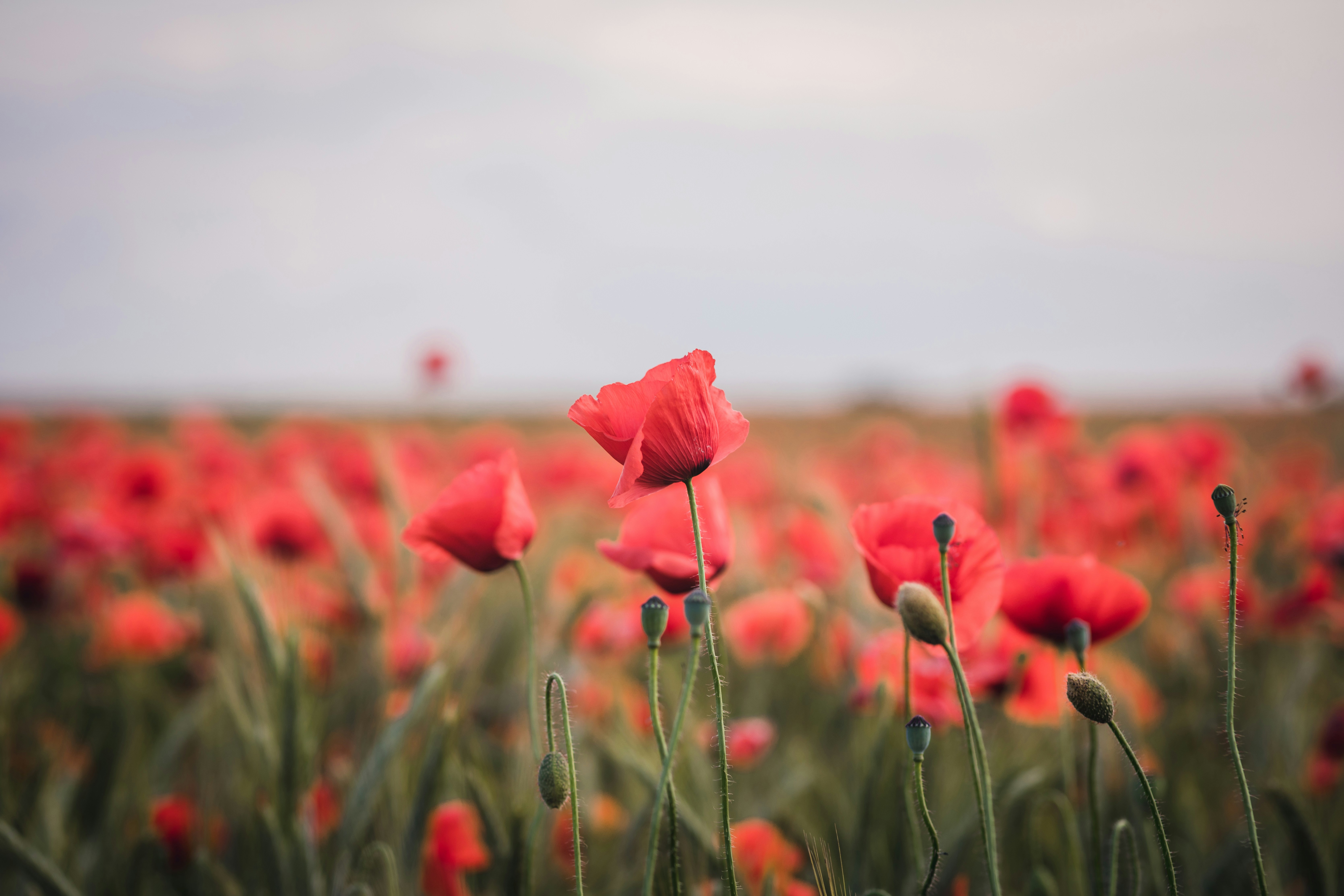 昼間の赤い花畑の写真 Unsplashで見つける壁紙の無料写真