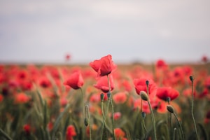 red flower field during daytime