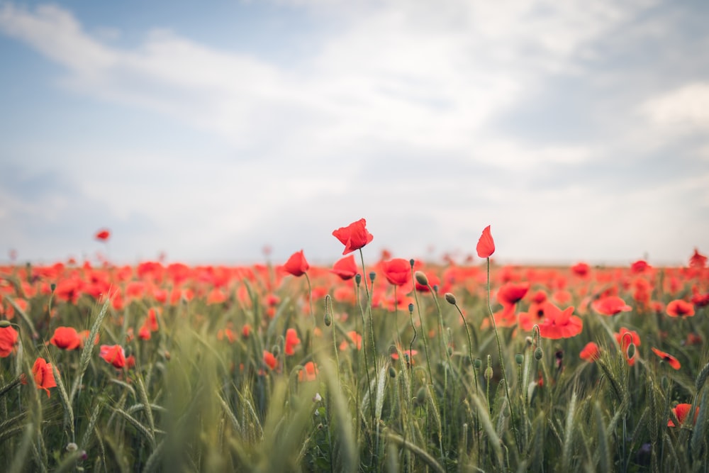 red flower field under cloudy sky during daytime