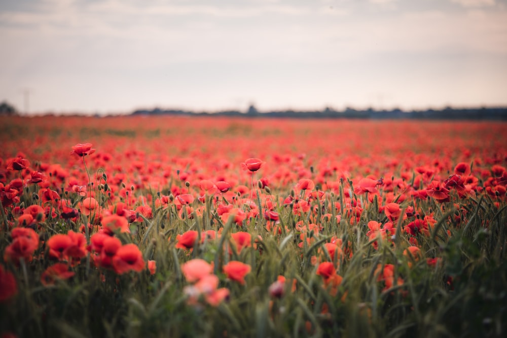 red flower field during daytime