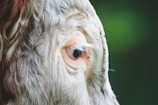 Close-up side view of the eye of a cow with light brown and white fur. The background is blurred with shades of green, emphasizing the subject.