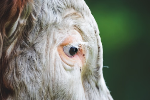 Close-up side view of the eye of a cow with light brown and white fur. The background is blurred with shades of green, emphasizing the subject.