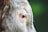 Close-up side view of the eye of a cow with light brown and white fur. The background is blurred with shades of green, emphasizing the subject.
