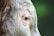 Close-up side view of the eye of a cow with light brown and white fur. The background is blurred with shades of green, emphasizing the subject.